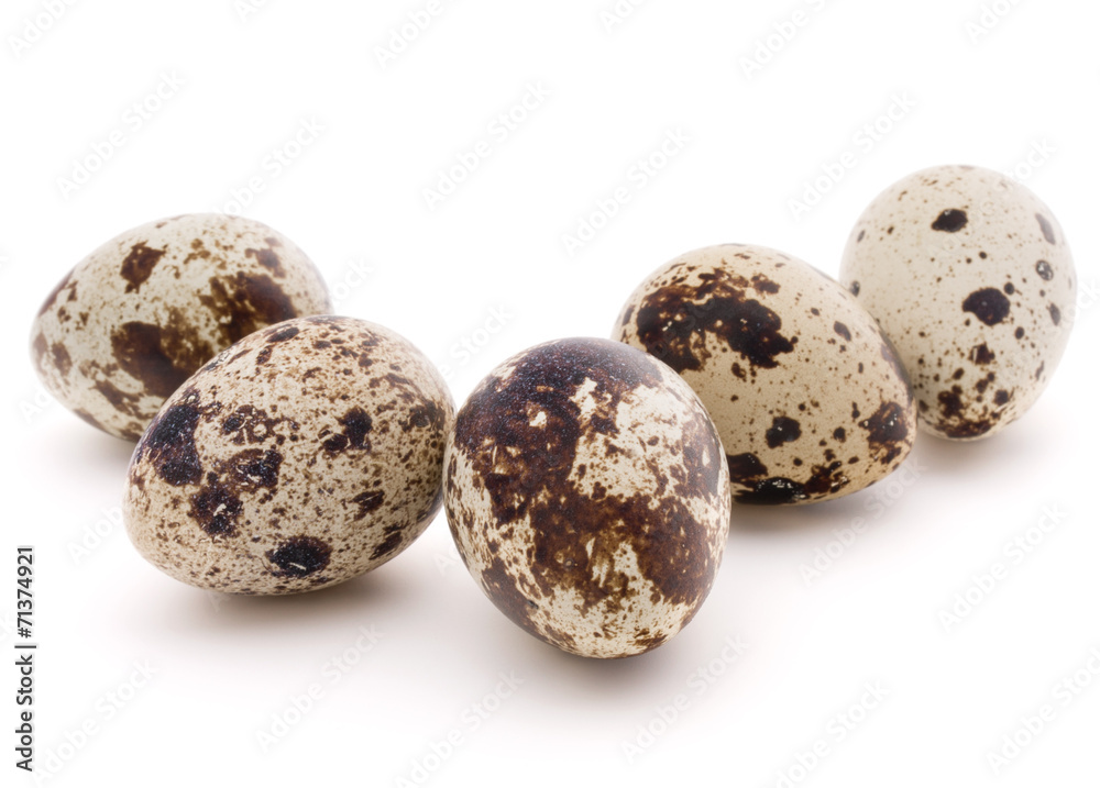Quail egg isolated on white background cutout Quail egg isolated on white background cutout