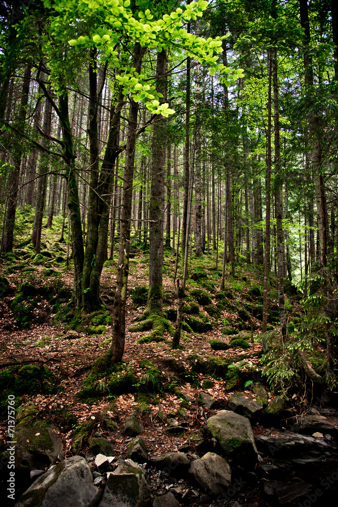 Old forest in the mountains