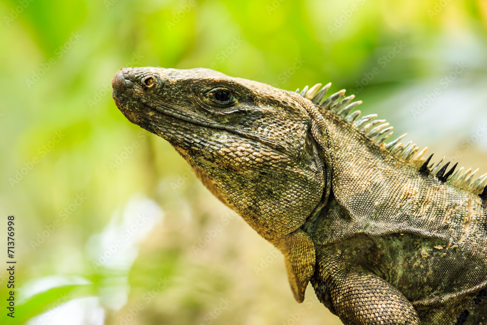 Obraz premium Mexican Iguana