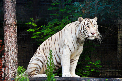 Fototapeta Naklejka Na Ścianę i Meble -  White tiger resting