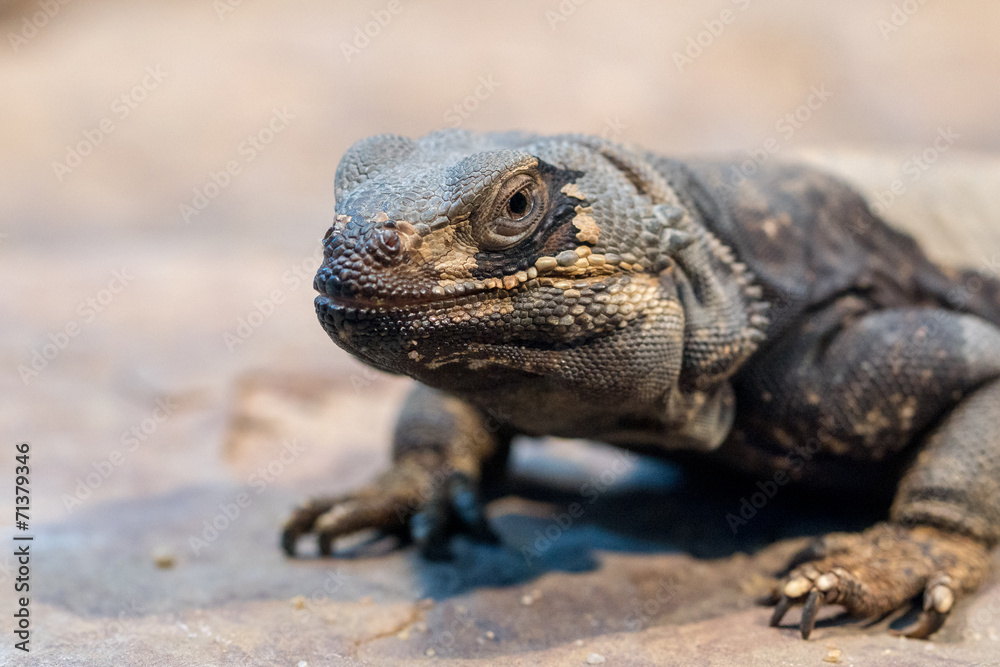 Obraz premium Echse Portrait