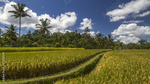 View of rice fields in Bali