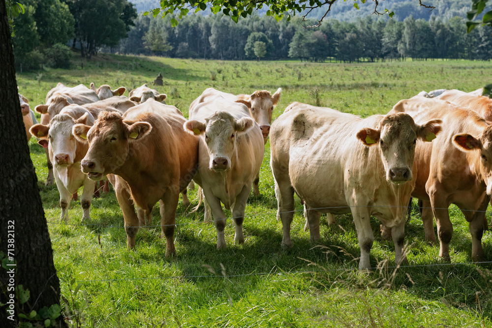 Obraz premium Cows in Field.