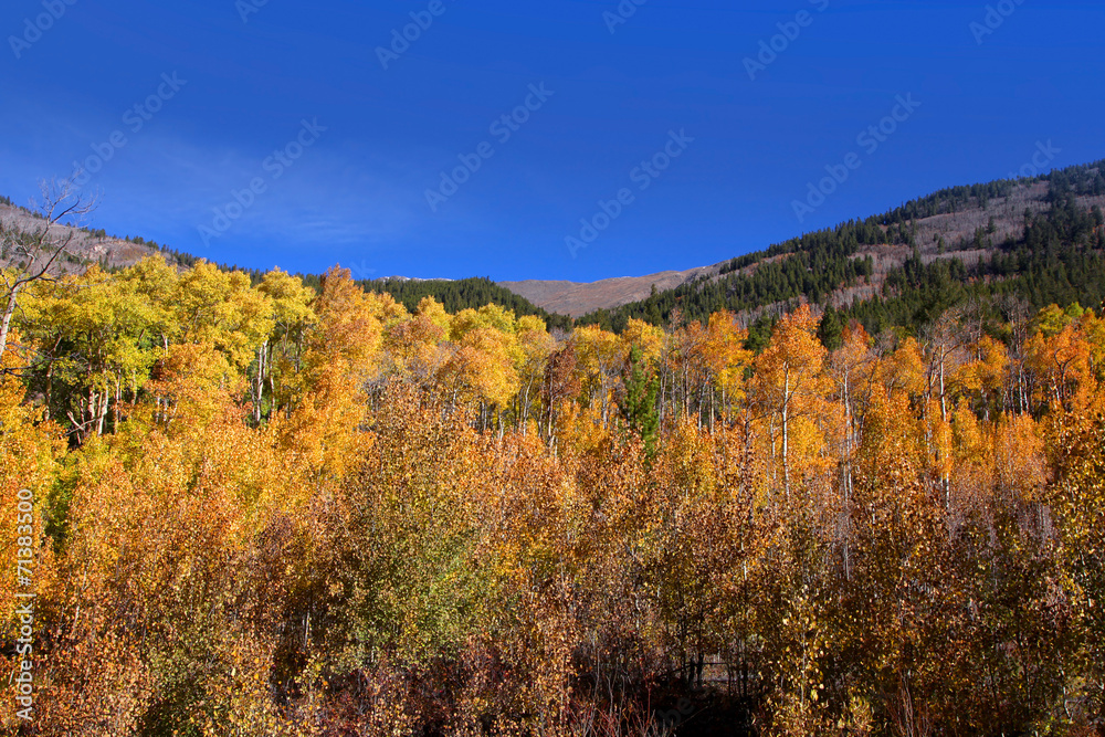 Bright Aspen fall foliage in Colorado