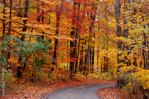 Trail through autumn forest