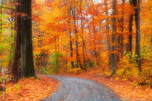 Scenic road through bright autumn trees