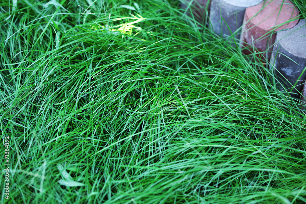 Green grass as background Green grass as background