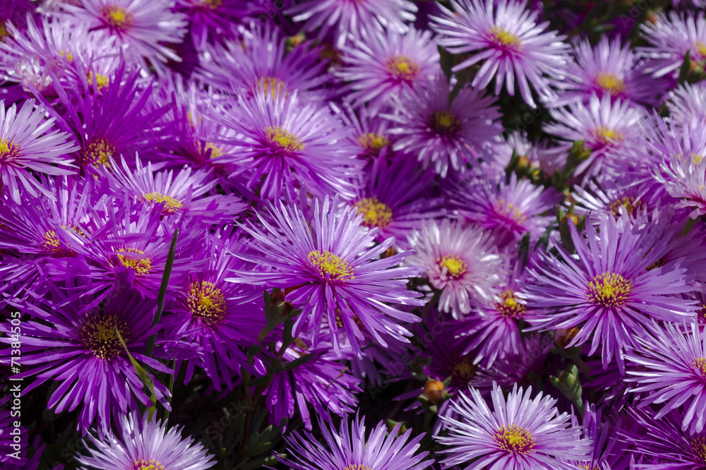fiori82 fiori82