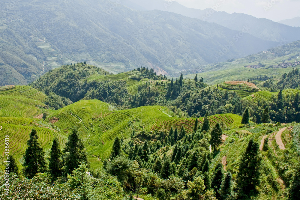 Rice terraces in the mountains.