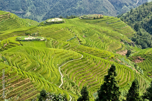 Rice terraces in the mountains.