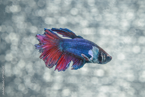 fight fish