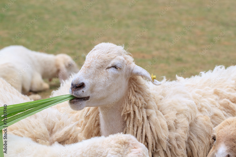 Fototapeta premium Sheep farm