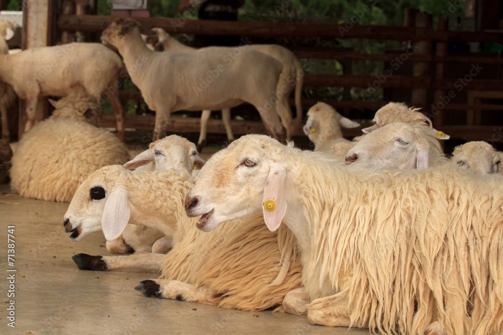 Sheep farm Sheep farm