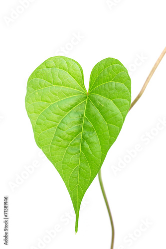 Ipomoea alba L. in heart shape