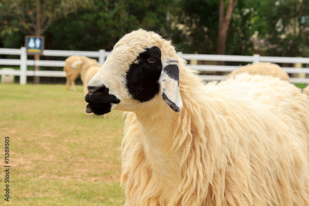 Obraz premium Sheep on the farm, and green grass.