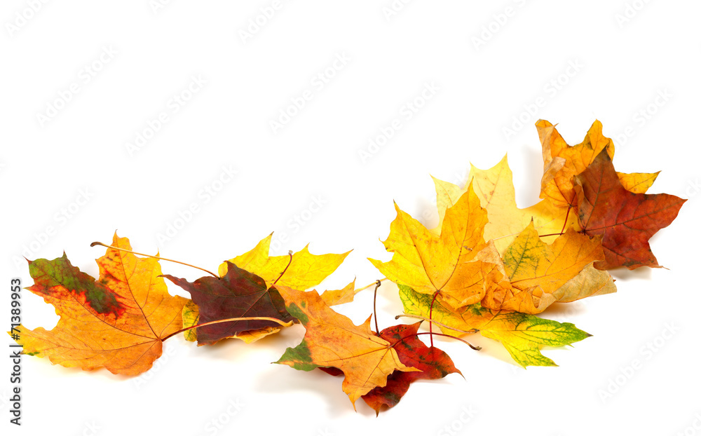 Fototapeta premium Autumn dry maple leafs isolated on white background