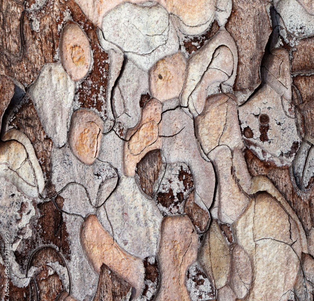 Wooden texture Wooden texture
