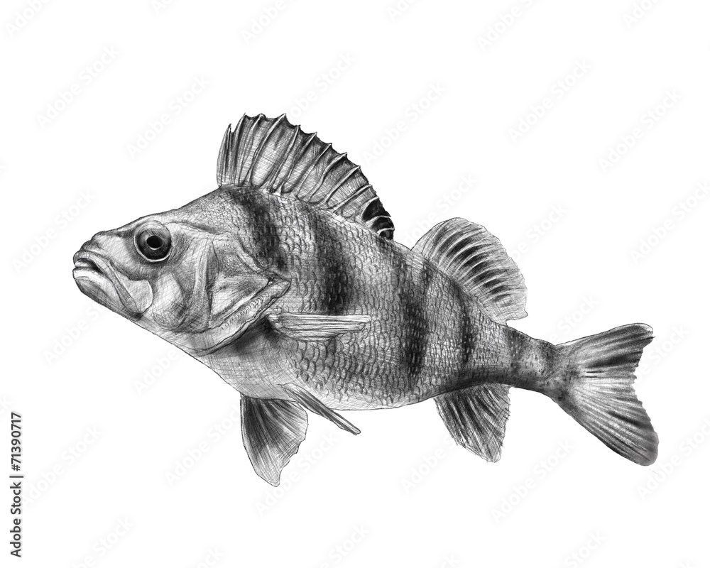 perch pencil drawing Stock Photo | Adobe Stock
