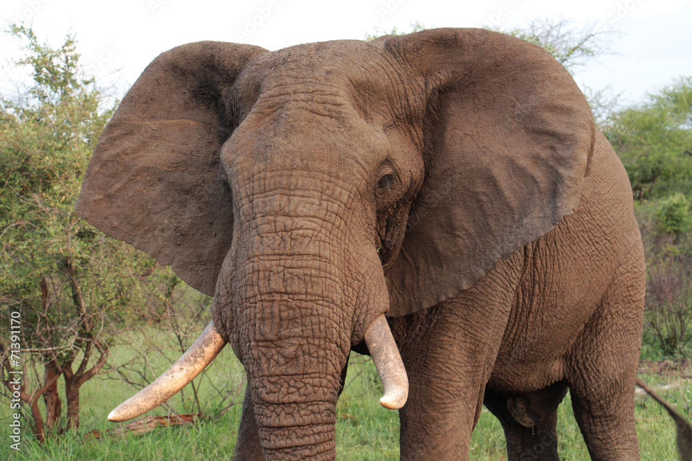 Obraz premium African Elephant