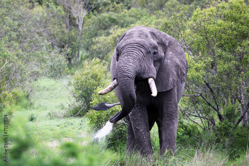 Adult male African elephant at the waterhole