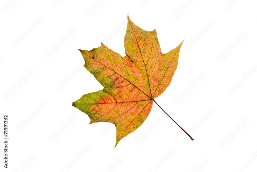 Maple tree leaf with autumn colors, isolated on white background Maple tree leaf with autumn colors, isolated on white background
