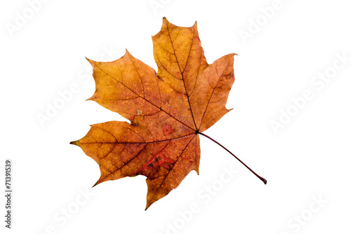 Maple tree leaves with autumn colors, isolated on white background