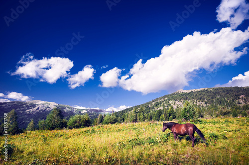 One brown horse grazing on mountain fields