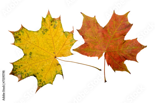 Maple tree leaves with autumn colors  isolated on white background