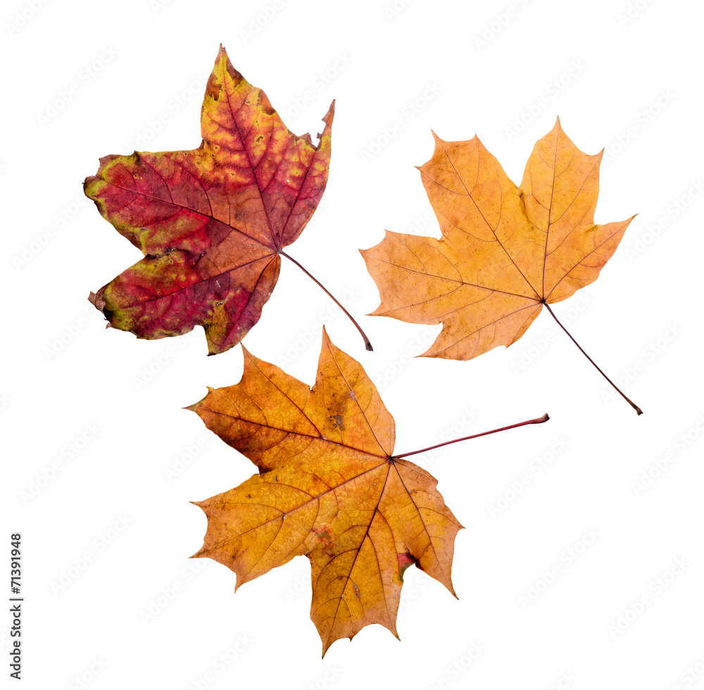 Maple tree leaves with autumn colors, isolated on white background Maple tree leaves with autumn colors, isolated on white background