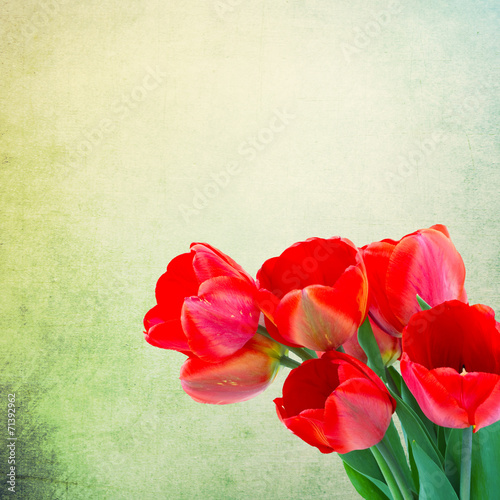 Fototapeta Naklejka Na Ścianę i Meble -  Postcard with fresh flowers tulips  and empty  place for your te