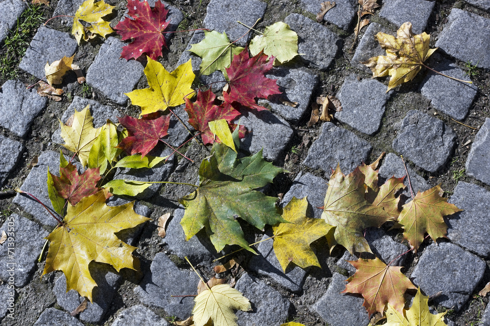 Maple leaves on stones Maple leaves on stones