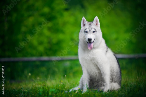 Portrait of Siberian husky on green foliage background