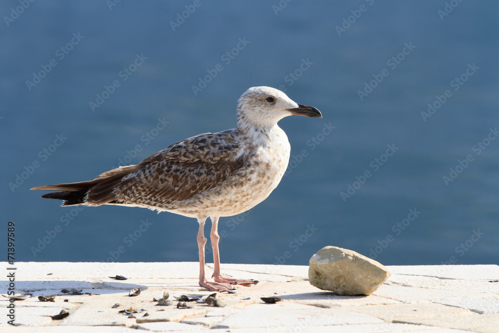 Beautiful seagull on the shore close up Beautiful seagull on the shore close up