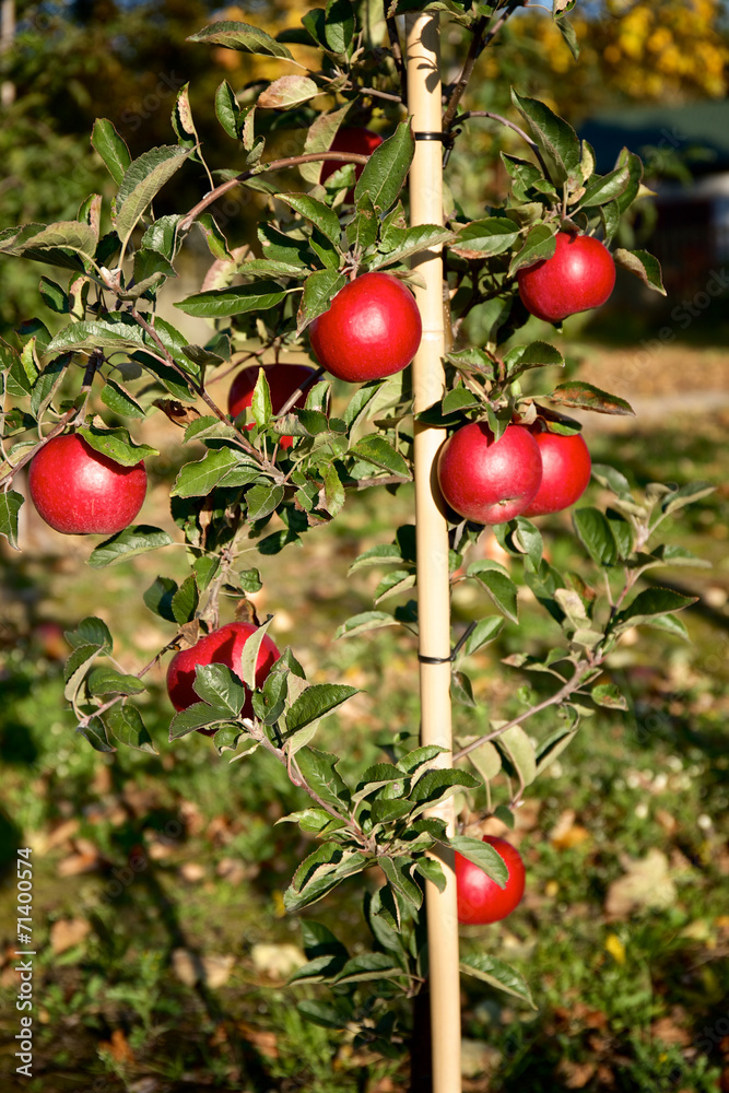 Branch with many red apples