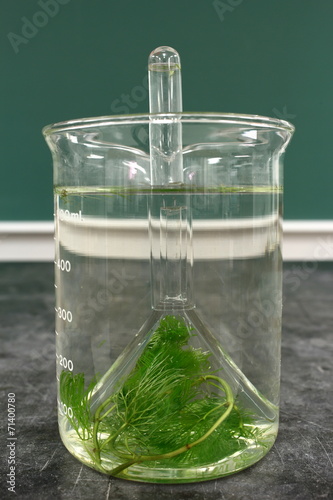 Observation of the phenomenon of respiration of aquatic plant