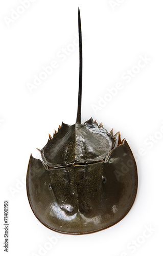 Californian Horsehoe Crab on white background