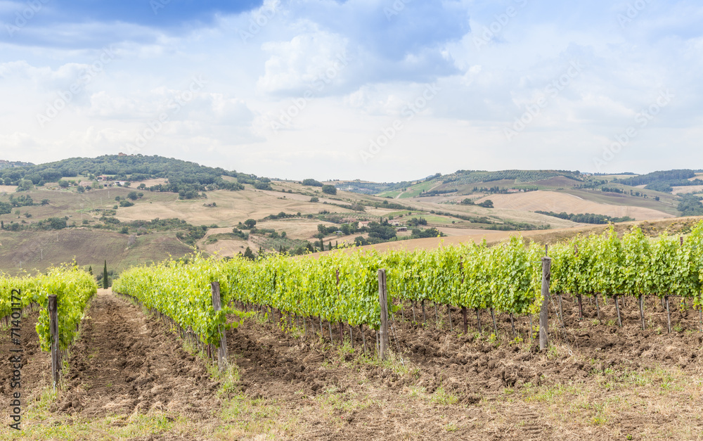 Fototapeta premium Tuscan wineyard