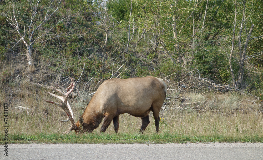 Canadian Deer Canadian Deer