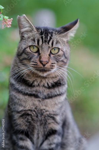 Fototapeta Naklejka Na Ścianę i Meble -  こっちを見るのらねこ