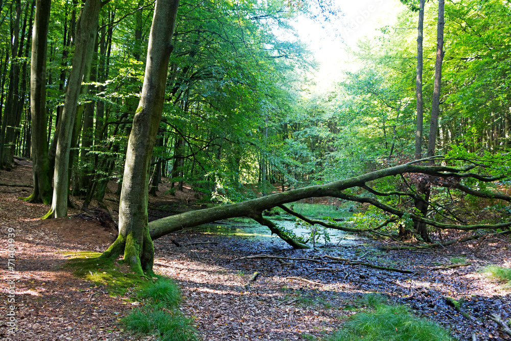 Fallen tree over a stream in forest