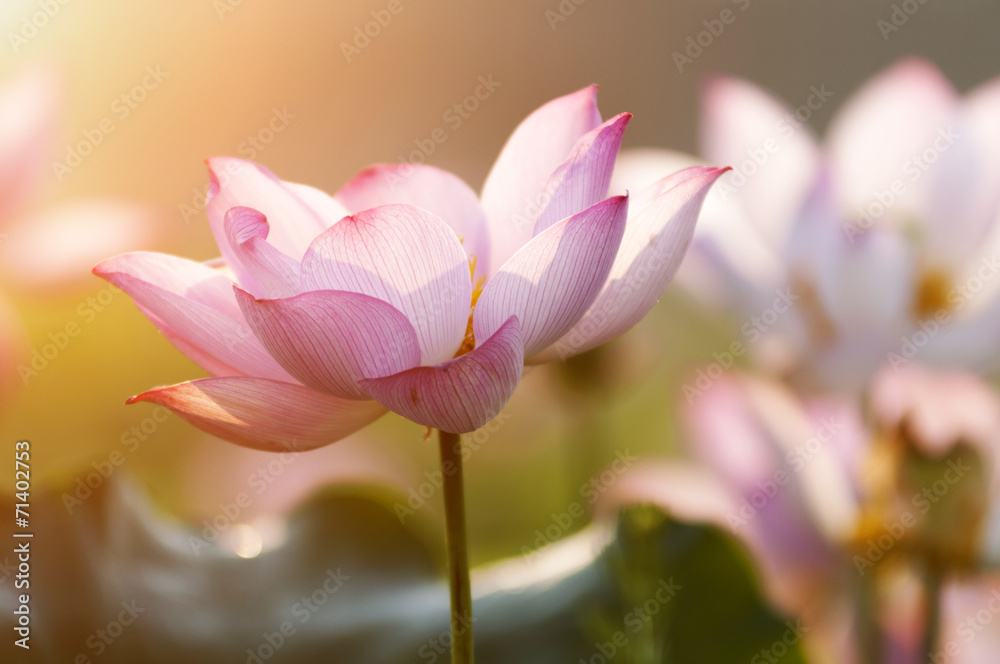 Tissu par mètre fleur de lotus - Nikkel-Art.fr