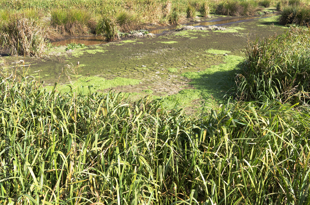 Obraz premium Marsh Landscape in nature wetland Green Jonker.