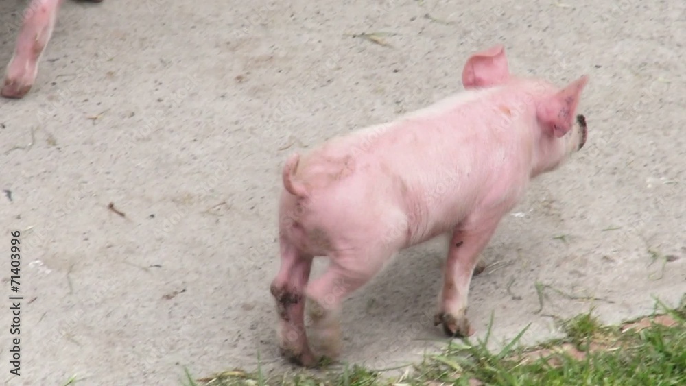 Baby Pigs, Piglets, Hogs, Farm Animals Baby Pigs, Piglets, Hogs, Farm Animals