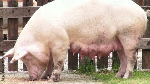 Sows, Swine, Female Pigs, Mothers