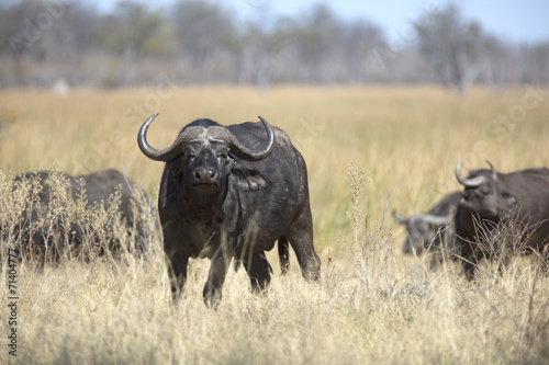 Fototapeta Naklejka Na Ścianę i Meble -  Free african wild buffalo bull