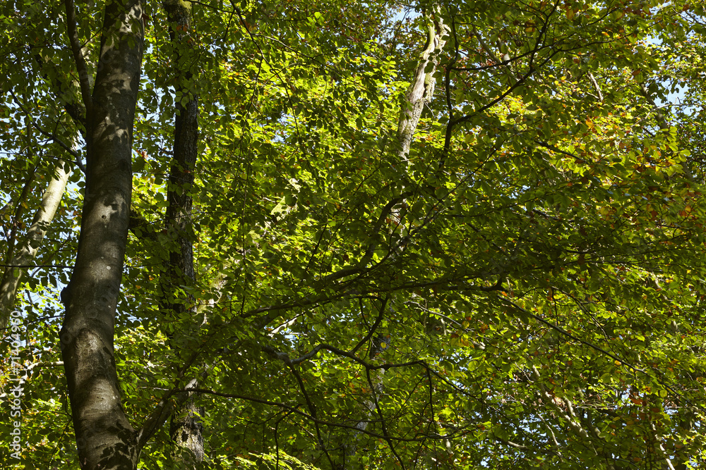 Fototapeta premium Wald - Lichtdurchflutete Blätter von Laubbäumen