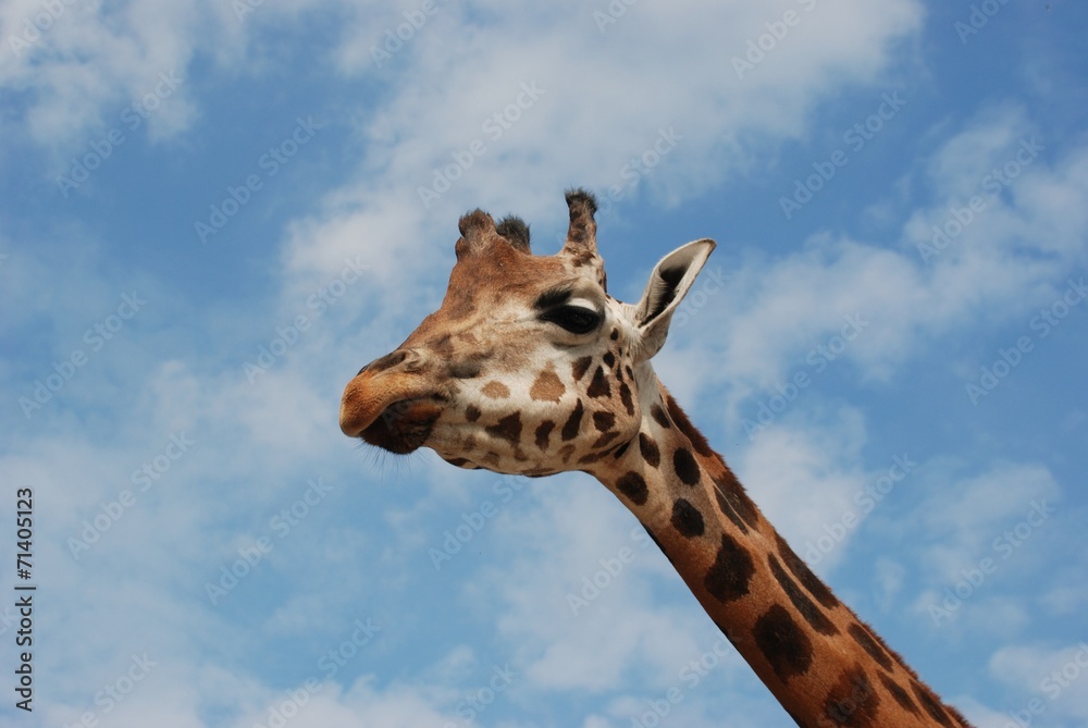 Giraffa2 Giraffa2