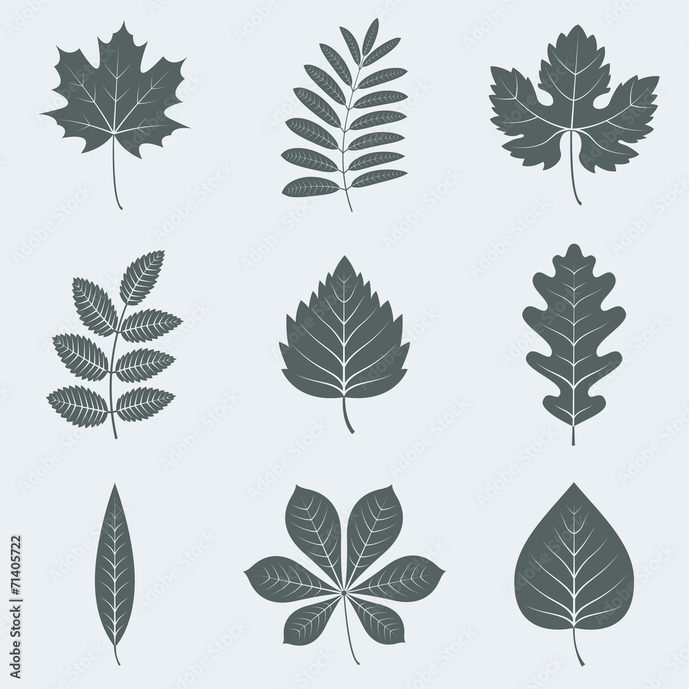 leaves leaves