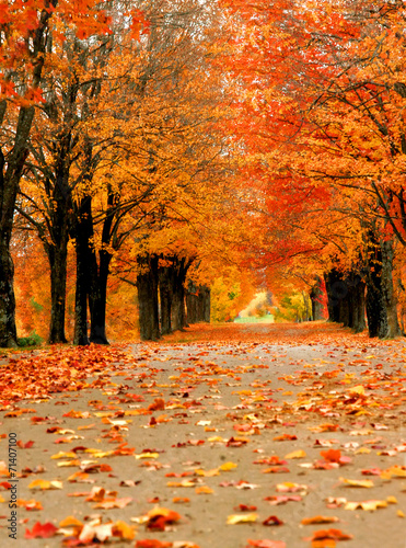 Ablaze in orange color, lane disappears in distance.  Fall foilage is seen at its best in Harrison, Arkansas. photo