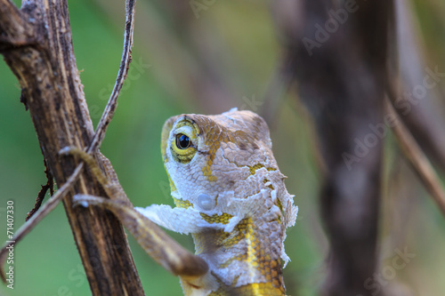 Lizard  changing skin resting on wood horizontal photo